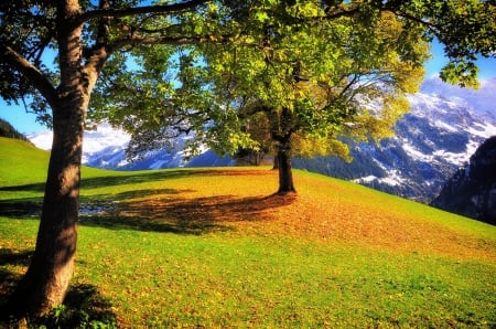 Autumn In The Alps - trees, beautiful, snowy peaks, morning view, meadows, mountains, grass, switzerland