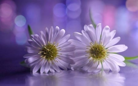 Delicate Flowers - daisies, flowers, delicate, soft