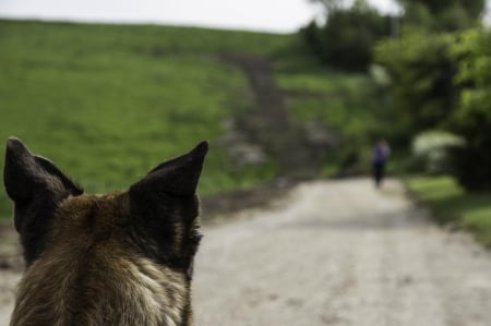 German shepherd - pretty, puppys, beautiful, dog, lovely, sweet, animal, dogs, cute, puppy, animals