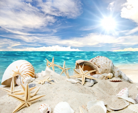 Summer Time - seashells, sky, ocean, shells, summer, starfish, nature, clouds, summer time, splendor, sea