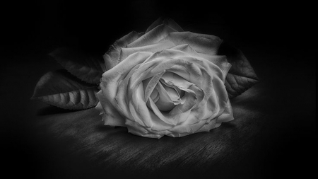 â™¥Sweet Loveâ™¥ - black and white, two colors, rose, sweet love