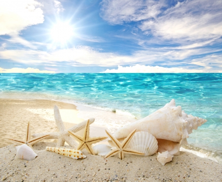 â™¥Seashellsâ™¥ - starfish, sunshine, beach, shells, sea, sand