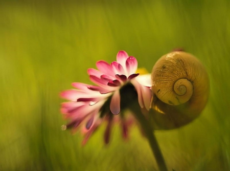 SNAIL ON FLOWER - nature, pretty, snail, flower