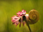 SNAIL ON FLOWER