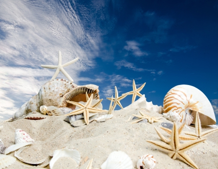 ♥Seashells♥ - seashells, starfish, sand, beach