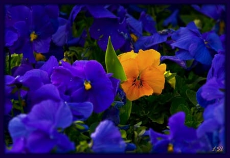 LONE YELLOW FLOWER - NATURE, YELLOW, BLUE, FLOWERS