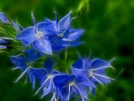 BLUE FRACTAL FLOWERS - flowers, fractal, abstract, blue