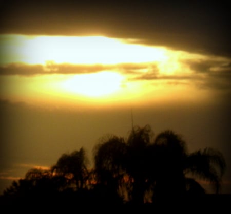 Sunset within the Palms - trees, palms, sun, sky