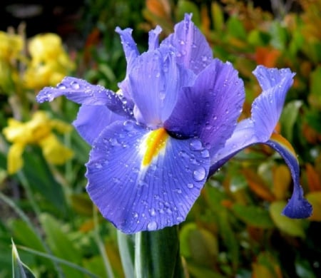 PURPLE IRIS - flower, purple, iris, pretty