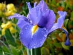 PURPLE IRIS