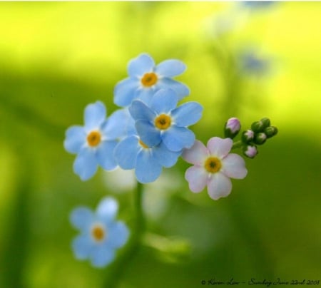 FOR-GET-ME-NOTS - NATURE, BLUE, FLOWERS, PRETTY