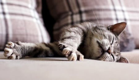 Cat - hat, pretty, cat face, beautiful, lovely, paws, cat, kitten, cute, cats, face, sleeping, animals, kitty