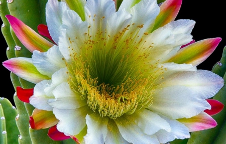 LOVELY FLOWER - white, flower, nature, pretty