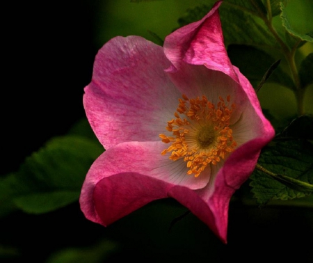 PRETTY IN PINK - flowers, pink, nature, pretty