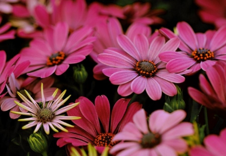 PRETTY DAISIES - flowers, daisies, pink, pretty