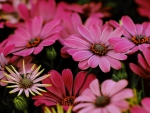 PRETTY DAISIES