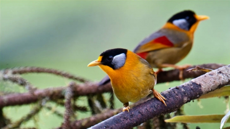 Birds - beautiful, nature, colors, bird