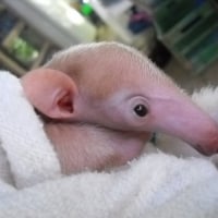 Cute Anteater