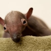 Cute Anteater