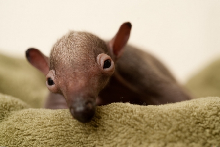 Cute Anteater - animal, pet, cute, anteater