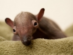 Cute Anteater