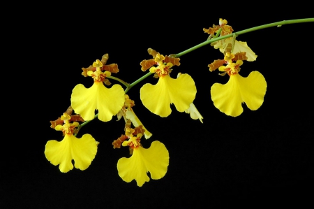 Strange Flowers - flowers, yellow, nature, amazing