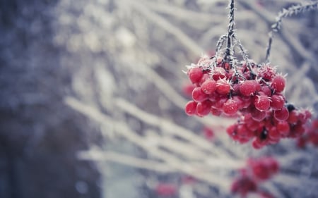 Macro - nature, berries, macro, fruits