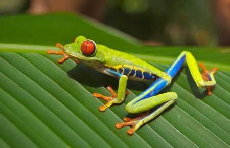 TREE FROG - frog, leaf, tree, animal