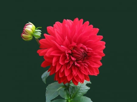 DAHLIA - nature, dahlia, flower, red