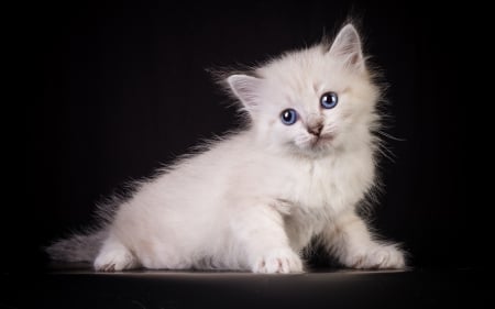 ♥ - black, white, animal, kitten, cute, cat