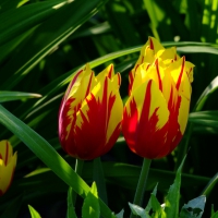 TULIPS