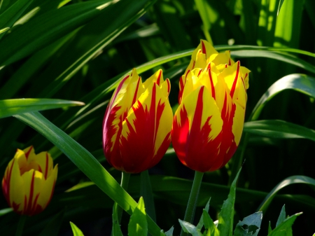 TULIPS - flowers, red, yellow, tulips