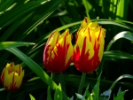 TULIPS