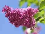 LOVELY LILACS