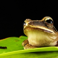 FROG ON LEAF