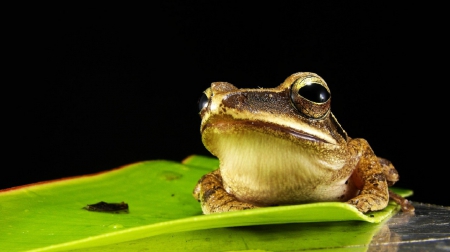 FROG ON LEAF - LEAF, SITTING, FROG, GREEN