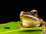 FROG ON LEAF