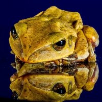 FROG WITH REFLECTION