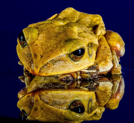 FROG WITH REFLECTION - frog, animal, sitting, reflection