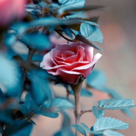 Pink Rose - nature, pink rose, flowers, beautiful