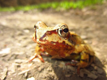 LITTLE FROG ON ROCK - frog, rock, little, sitting