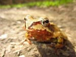 LITTLE FROG ON ROCK