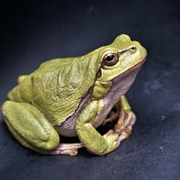 POSING FROG