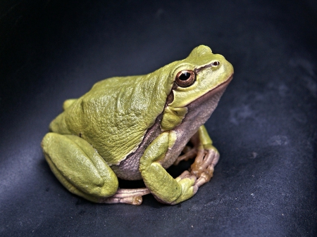 POSING FROG - frog, posing, nature, green