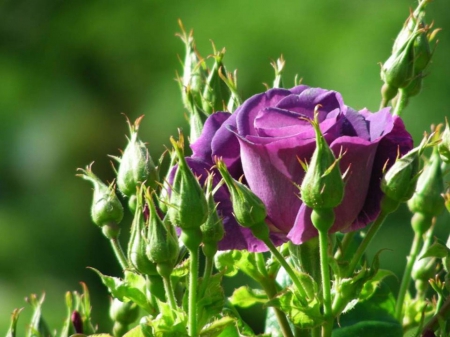 Wherever you go, you'll never be alone - nature, beautiful, purple rose, macro, rose, flower