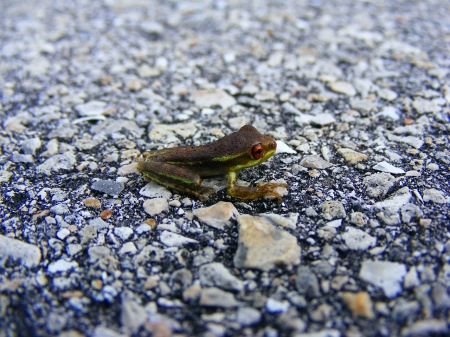 TINY FROG - frog, rocks, sitting, tiny