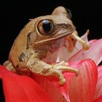 FROG IN FLOWER