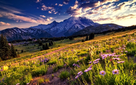 Mountain slope - nature, slope, mountain, beautiful, summer, flowers, wildflowers