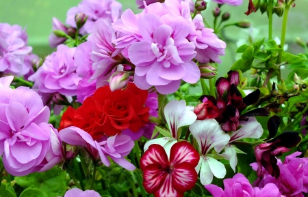 Garden flowers - pretty, fragrance, beautiful, summer, flowers, scent, garden