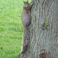 Squirrel on tree